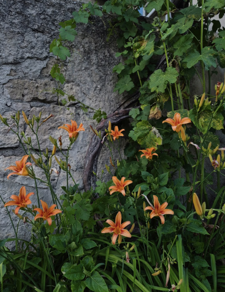 Beautiful orange lilies bloom vibrantly against a rustic stone wall