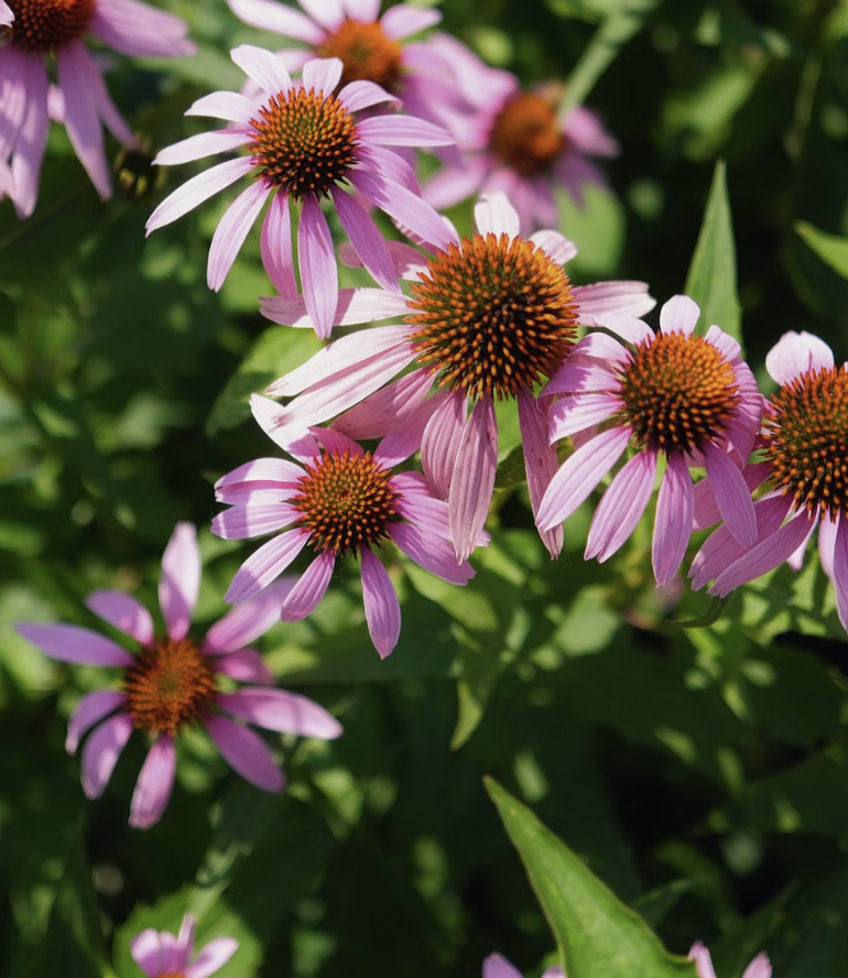 Beautiful pink coneflowers thriving in a lush garden setting during summer