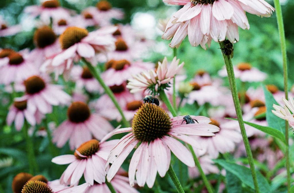 Beautiful pink coneflowers with bees focused in a lush green meadow.