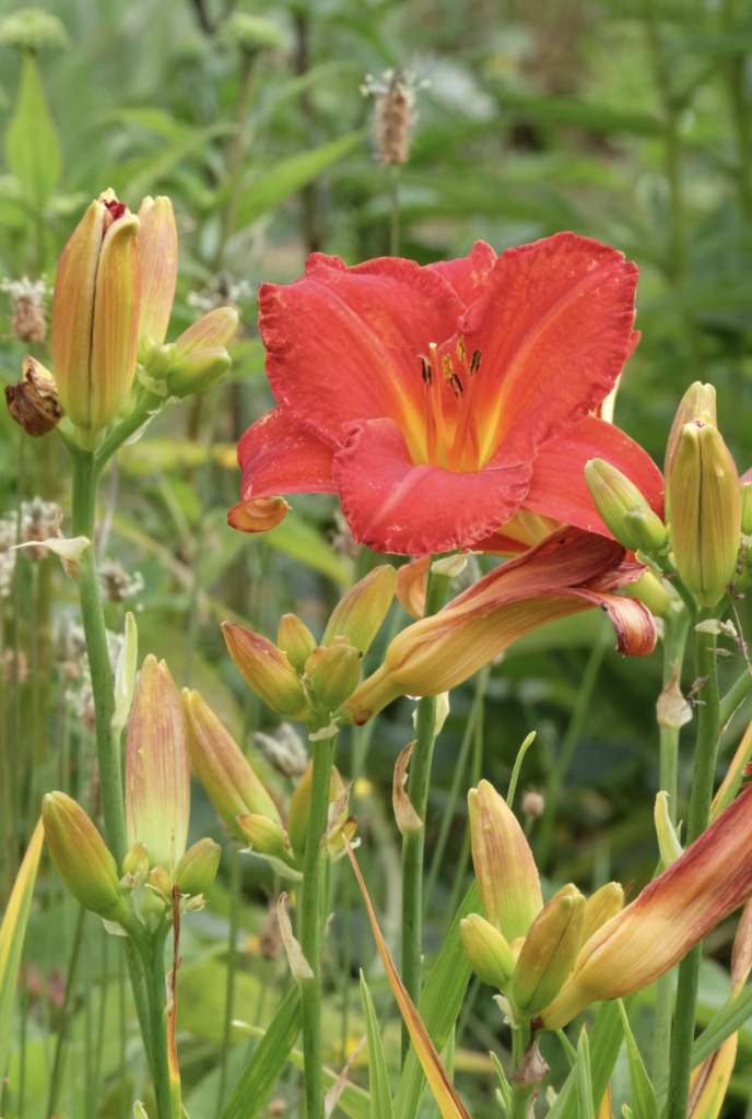 Beautiful red daylily in full bloom surrounded by buds and green foliage in a summer garden