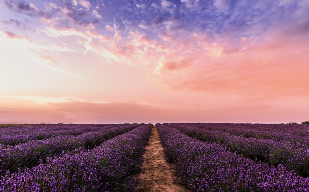 Breathtaking view of a lavender field at sunset with a vibrant pastel sky, embodying tranquility and nature's beauty.