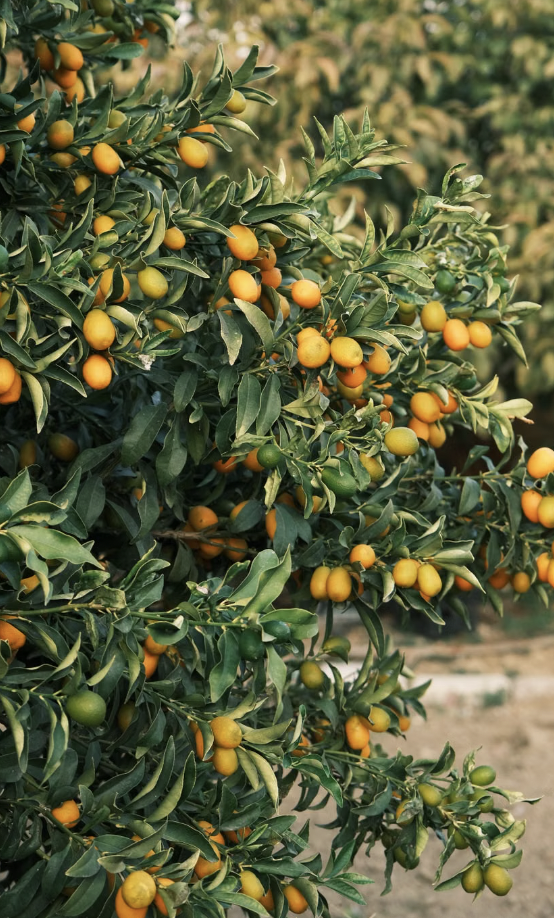 Citrus japonica, once classified as Fortunella
