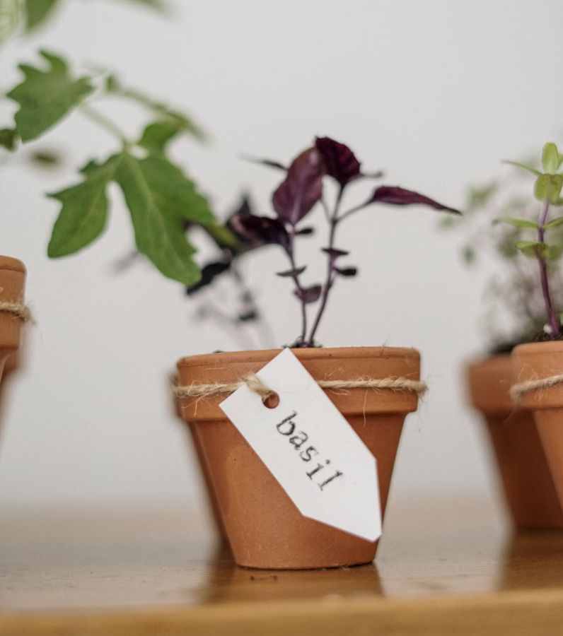 Close-up of a basil plant in a terracotta pot with a handmade label, ideal for home gardening and botany enthusiasts