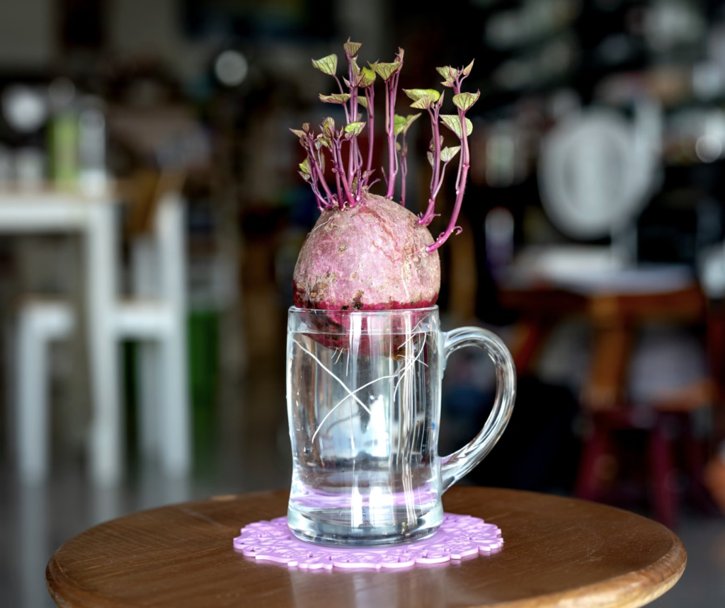 Close-up of a beetroot sprouting in a glass mug indoors, showcasing growth and nature.