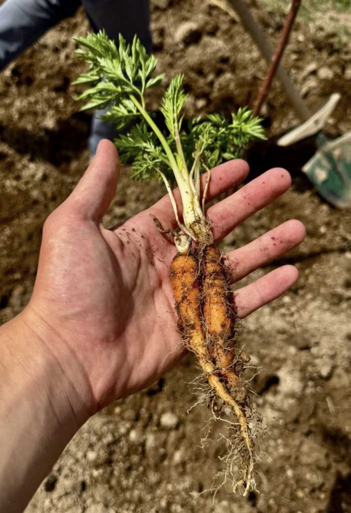 Close-up of a hand holding a freshly picked carrot, ideal for checking quality in the garden