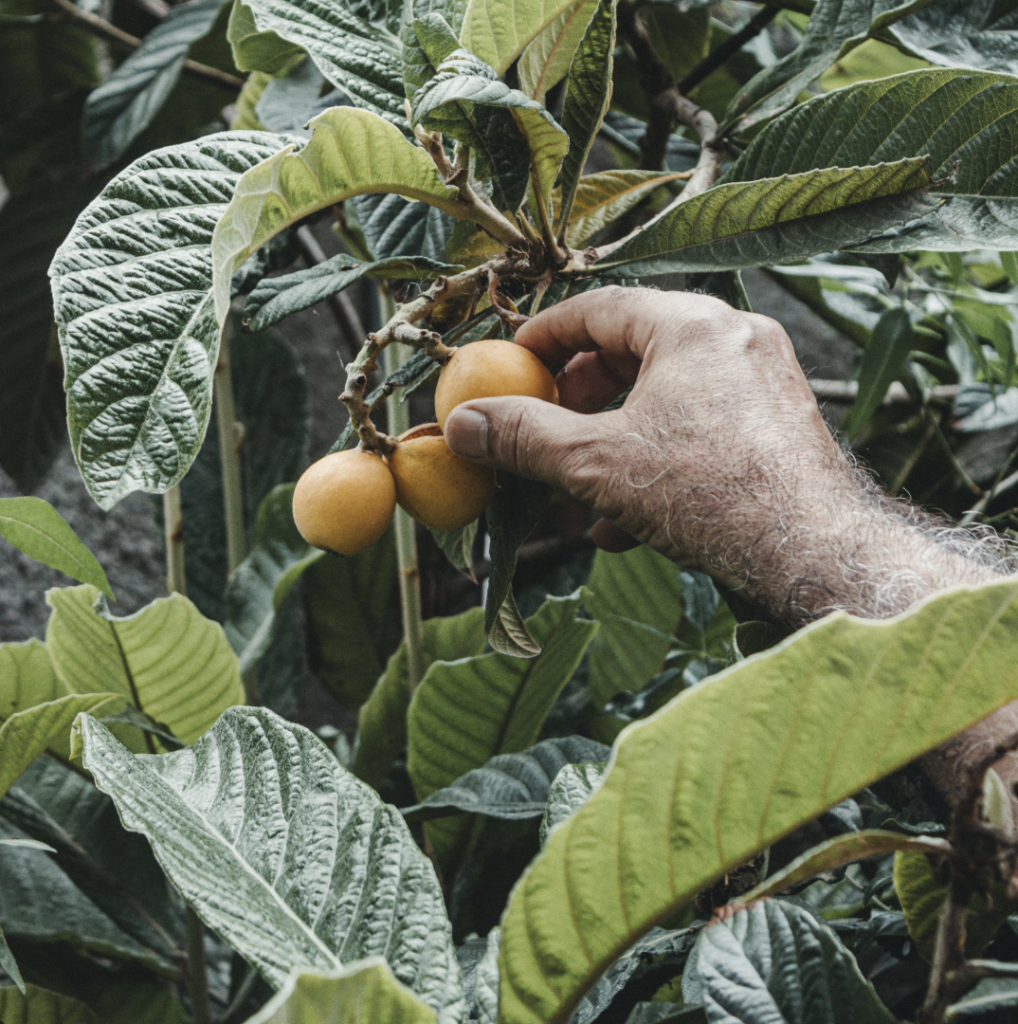 Close-up of a person picking ripe loquats from a lush green tree in an outdoor garden.