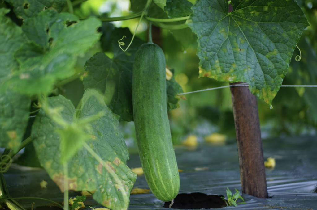 Close-up of a ripe cucumber hanging on the vine in a lush greenhouse setting