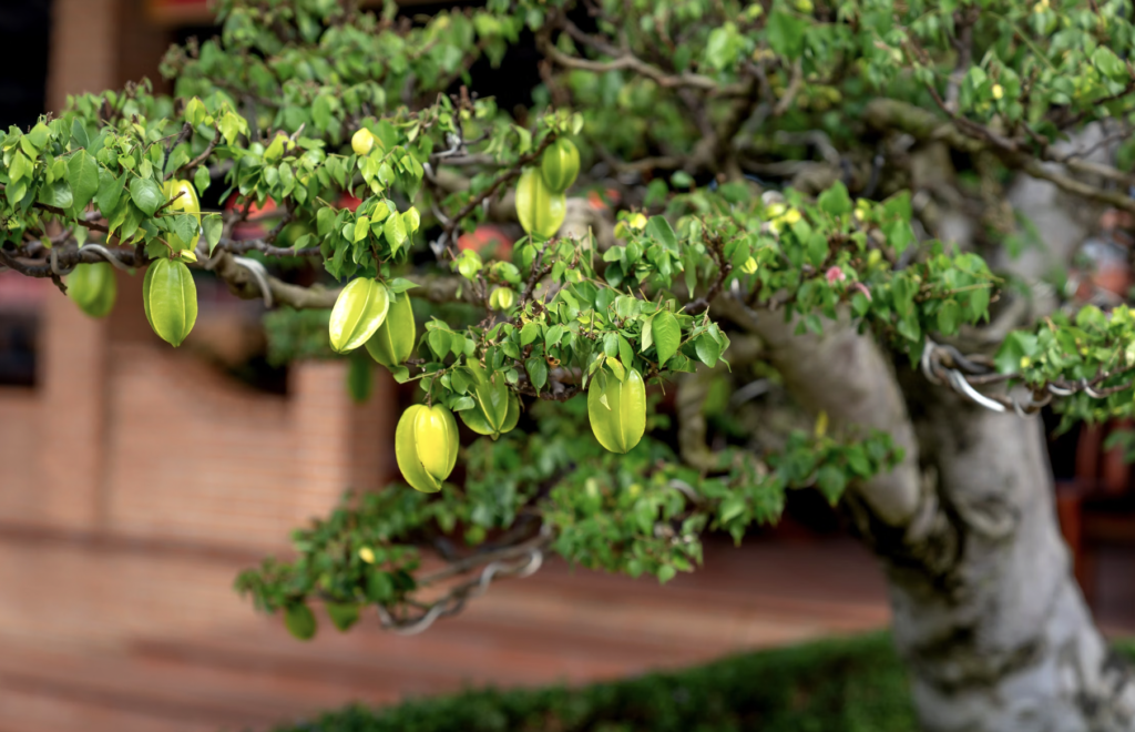 Close-up of a starfruit tree with vibrant green fruits and leaves, showcasing nature's beauty.
