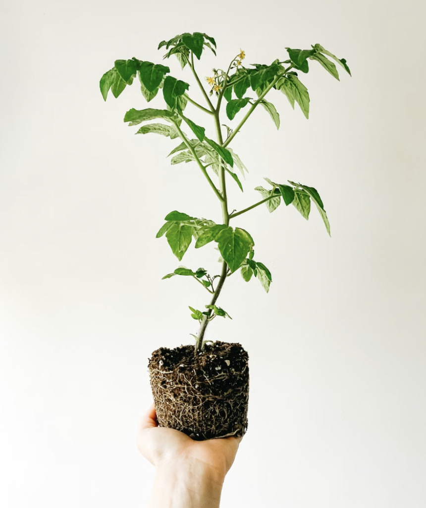 Close-up of a tomato seedling held in a hand against a white background, showcasing gardening basics.
