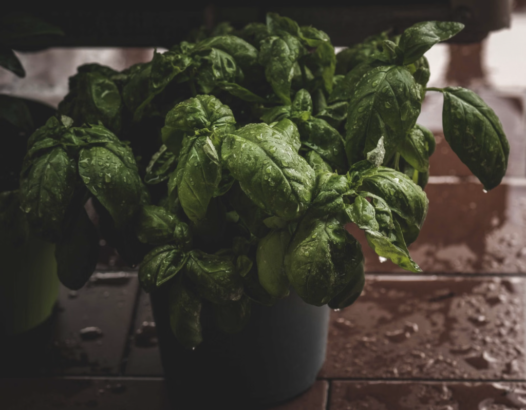 Close-up of a vibrant basil plant with fresh water droplets on leaves, creating a refreshing feel