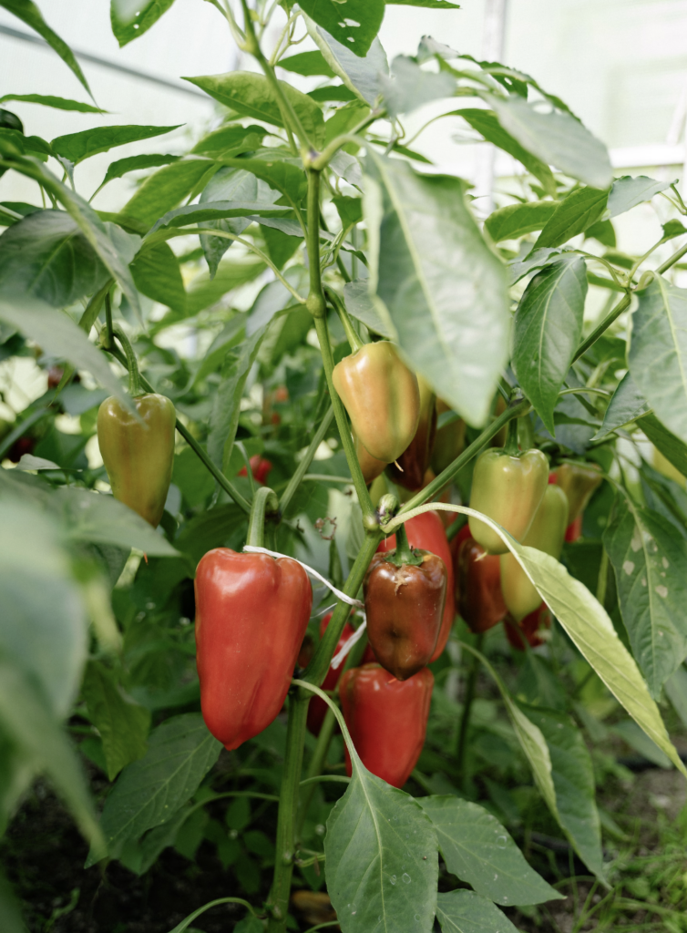 Close-up of colorful bell peppers on plant in a greenhouse, showcasing organic farming.