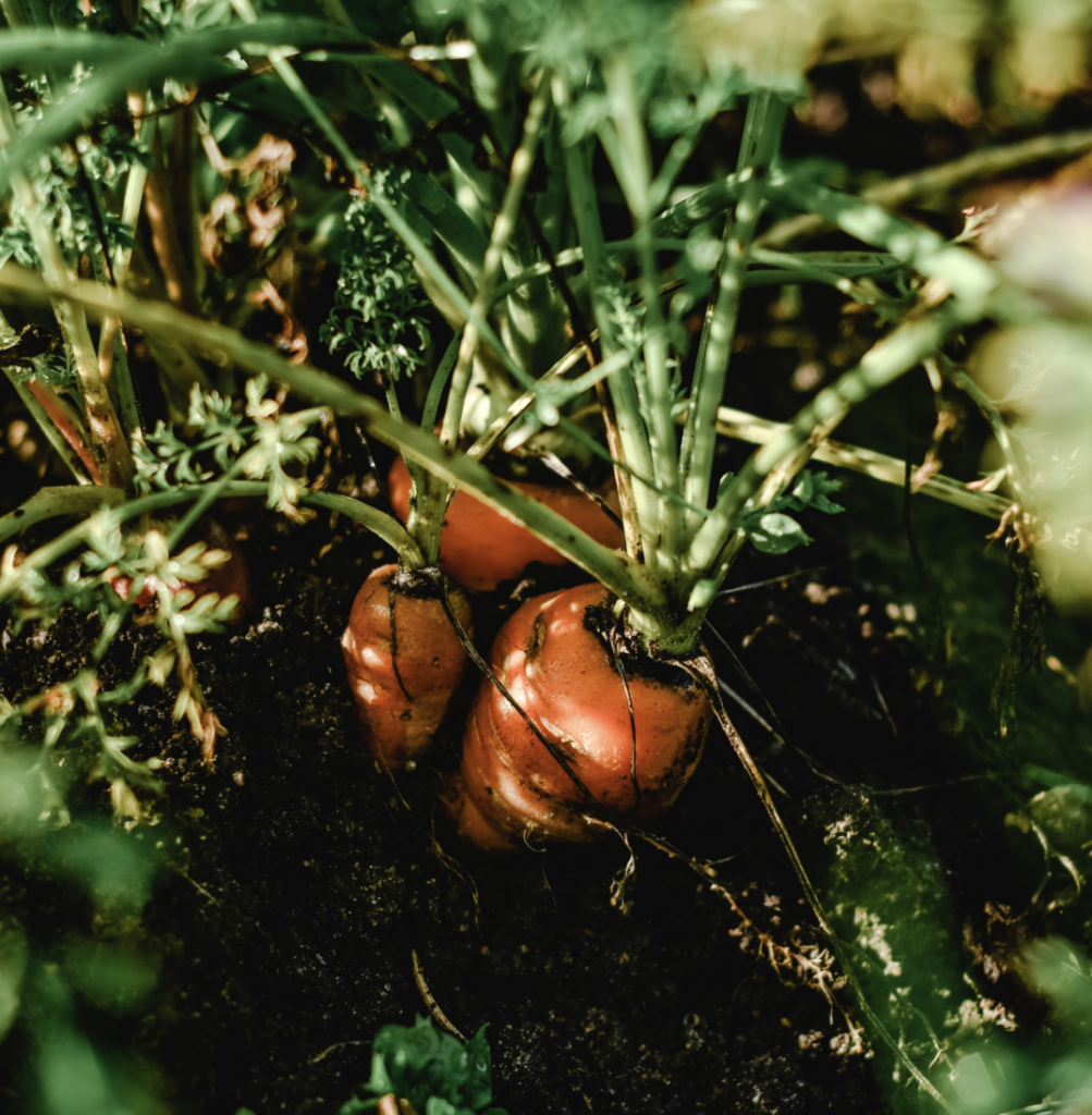Close-up of fresh carrots growing in Miami, Florida garden, showcasing vibrant nature