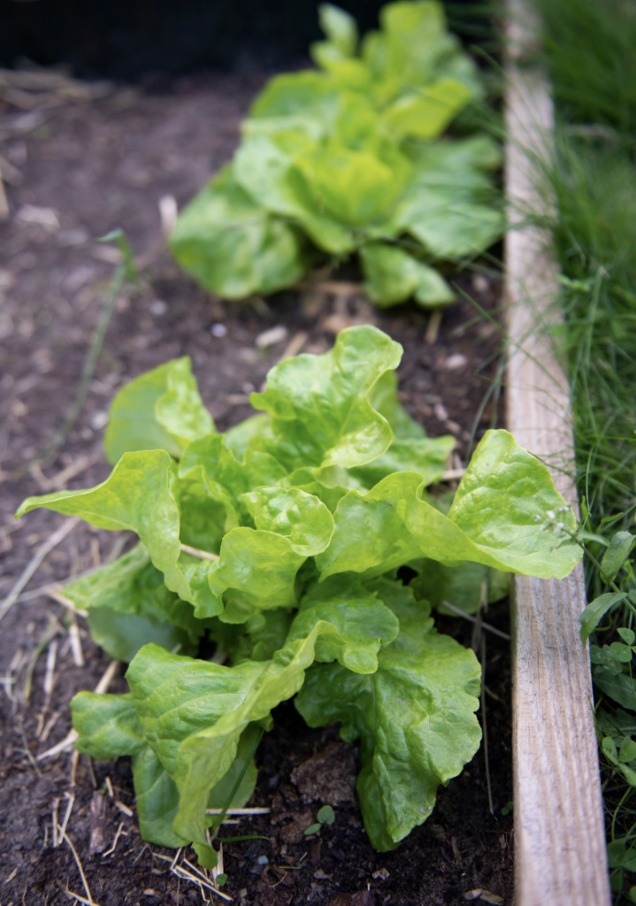 Close-up of fresh green lettuce growing in a vegetable garden bed.