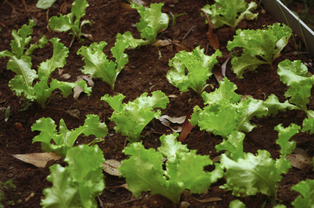 Close-up of fresh green lettuce plants growing in garden soil outdoors