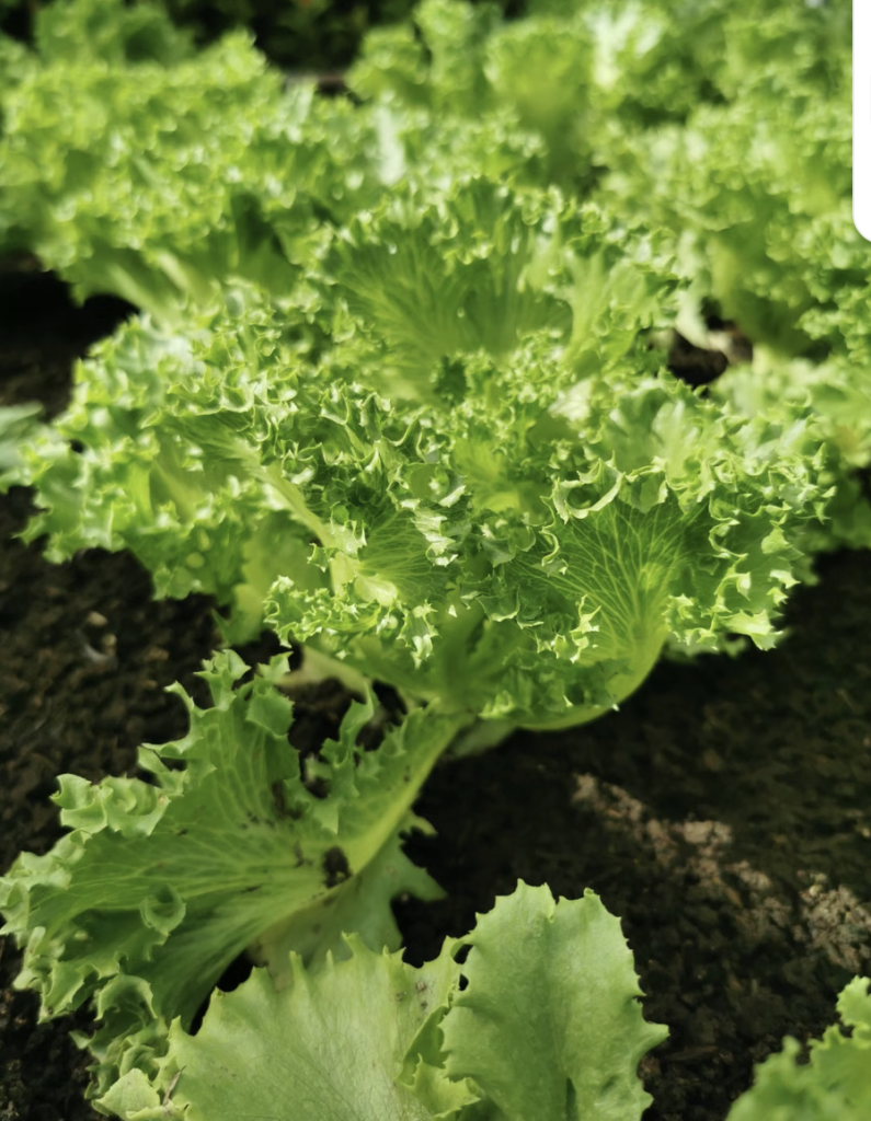 Close-up of fresh green lettuce with curly leaves growing outdoors in sunlight.