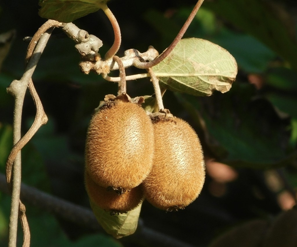 Close-up of fuzzy kiwi fruits ripening on vine with green leaves in natural outdoor setting