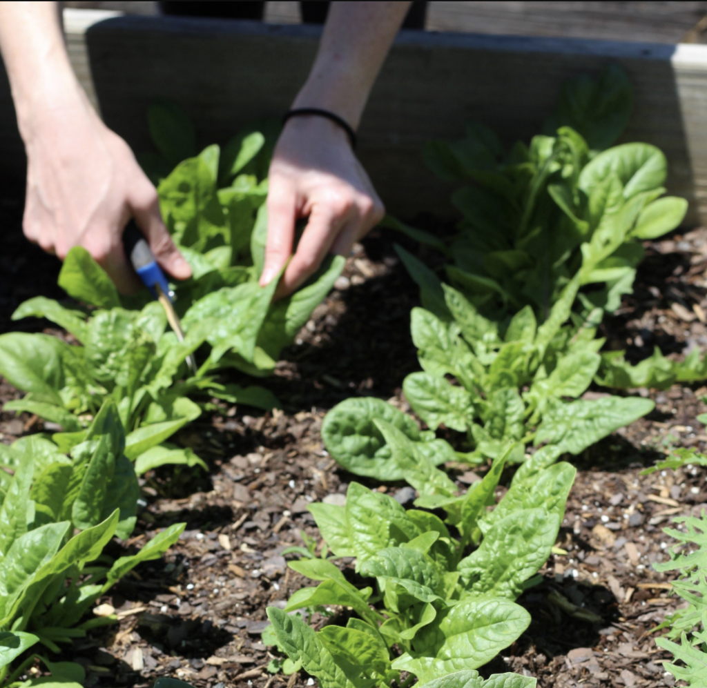 Close-up of hands harvesting fresh spinach from a garden bed with vibrant green leaves.