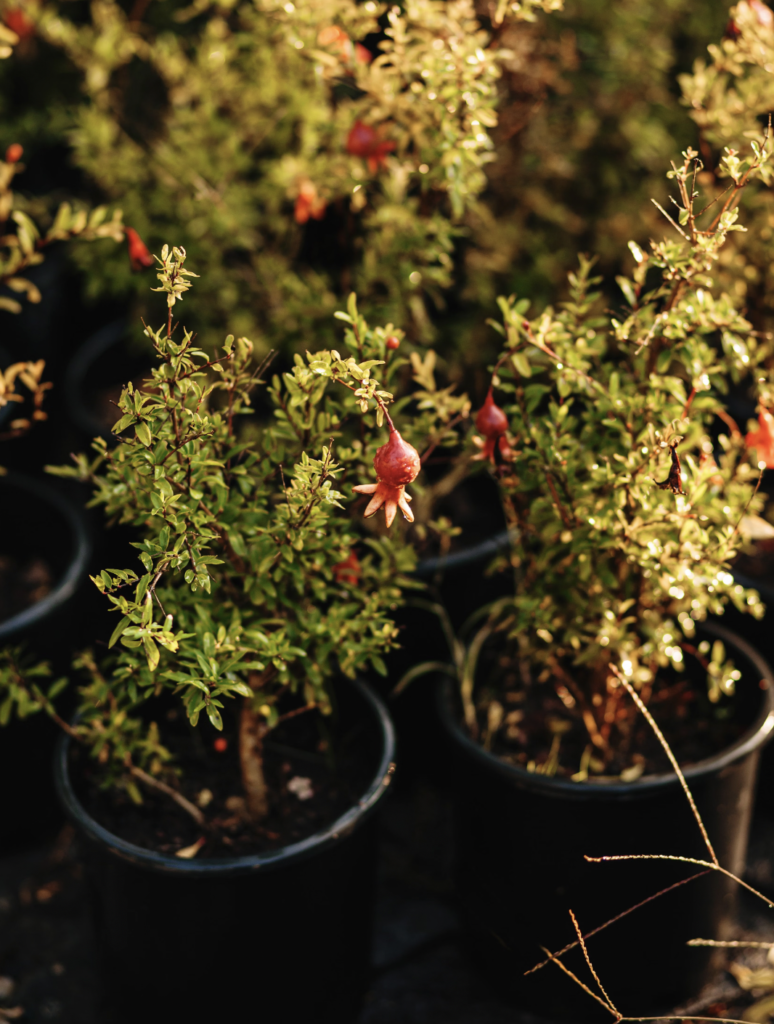 Close-up of potted pomegranate plants in a garden, with bright fruit and lush foliage
