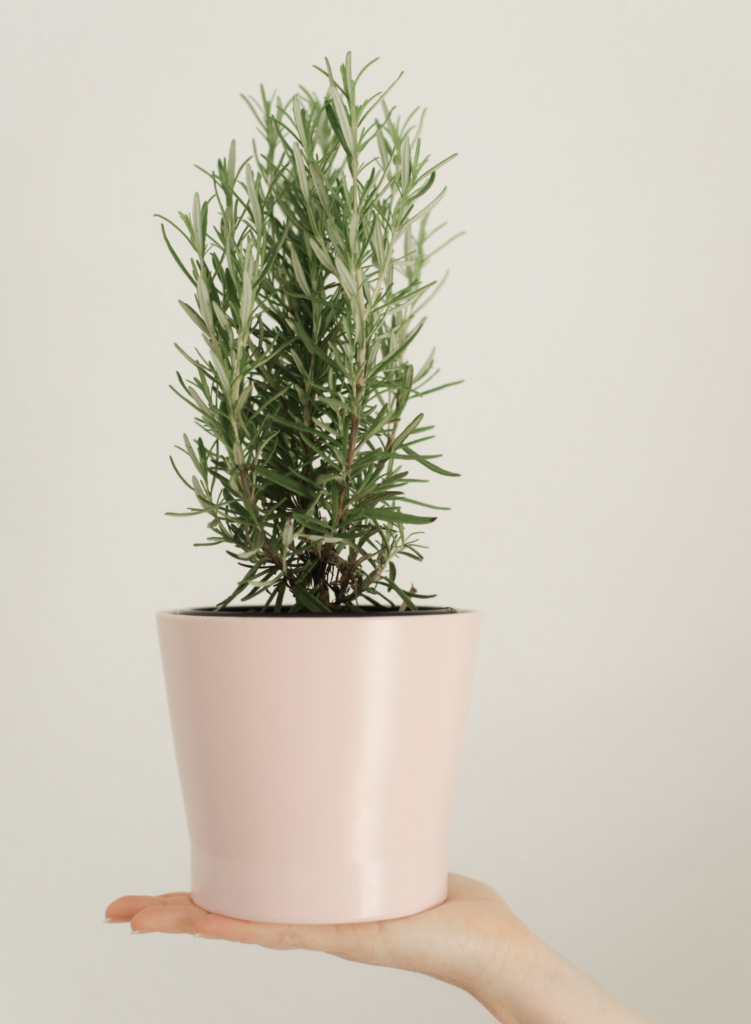 Close-up of rosemary plant in a pink pot held by a hand, minimalistic backdrop.