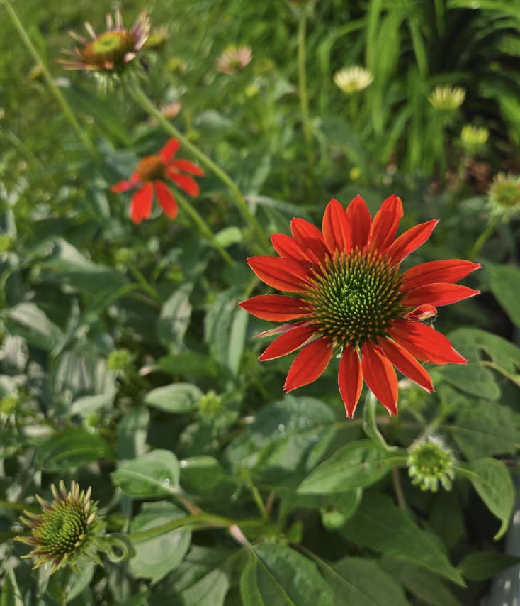 Close-up of vibrant red coneflowers in a summer garden.