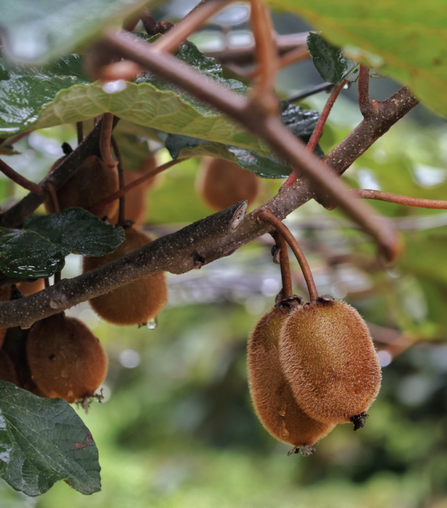 Detailed view of ripe kiwifruit hanging on a vine, showcasing the vibrant textures and natural environment