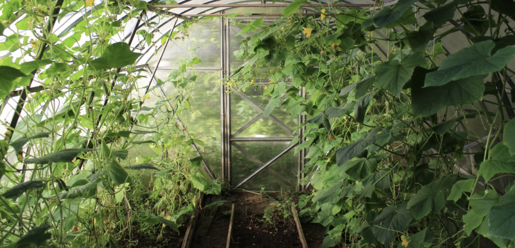 Explore a thriving greenhouse filled with cucumber vines and greenery, showcasing modern farming's growth potential.