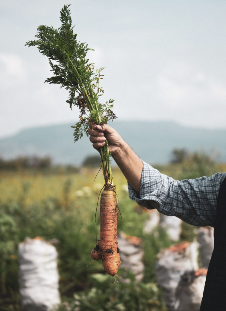 Farmer holding a freshly picked carrot with a scenic farm backdrop.