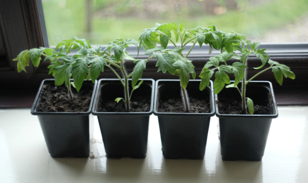 Four potted tomato seedlings on a window sill, perfect for home gardening enthusiasts
