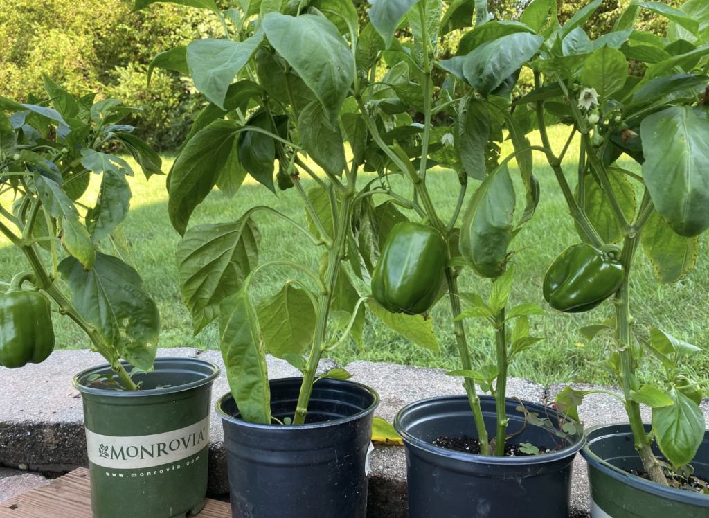Fresh green bell peppers growing in pots in a garden setting.