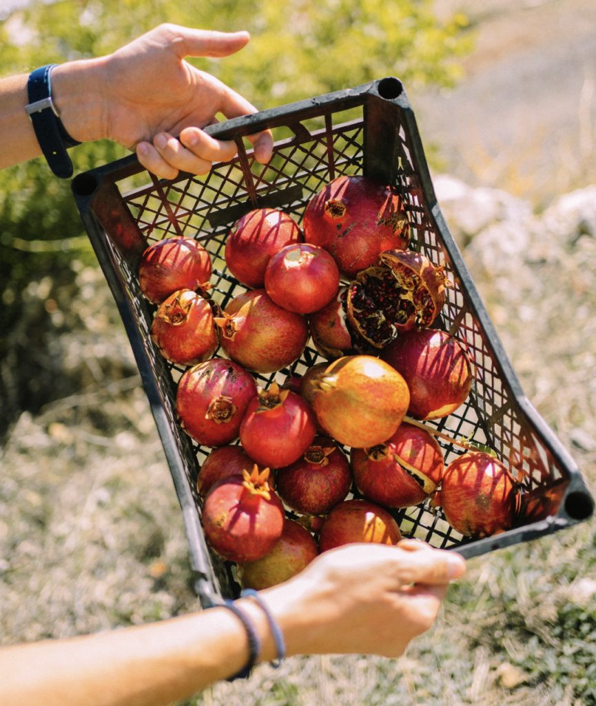 Freshly harvested pomegranates in a black crate held outdoors in Miami , Florida