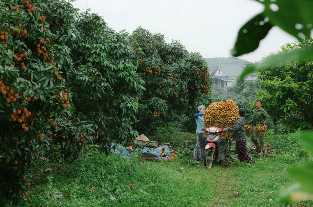 Grow a Lychee Tree at Home | Eco Garden Hub