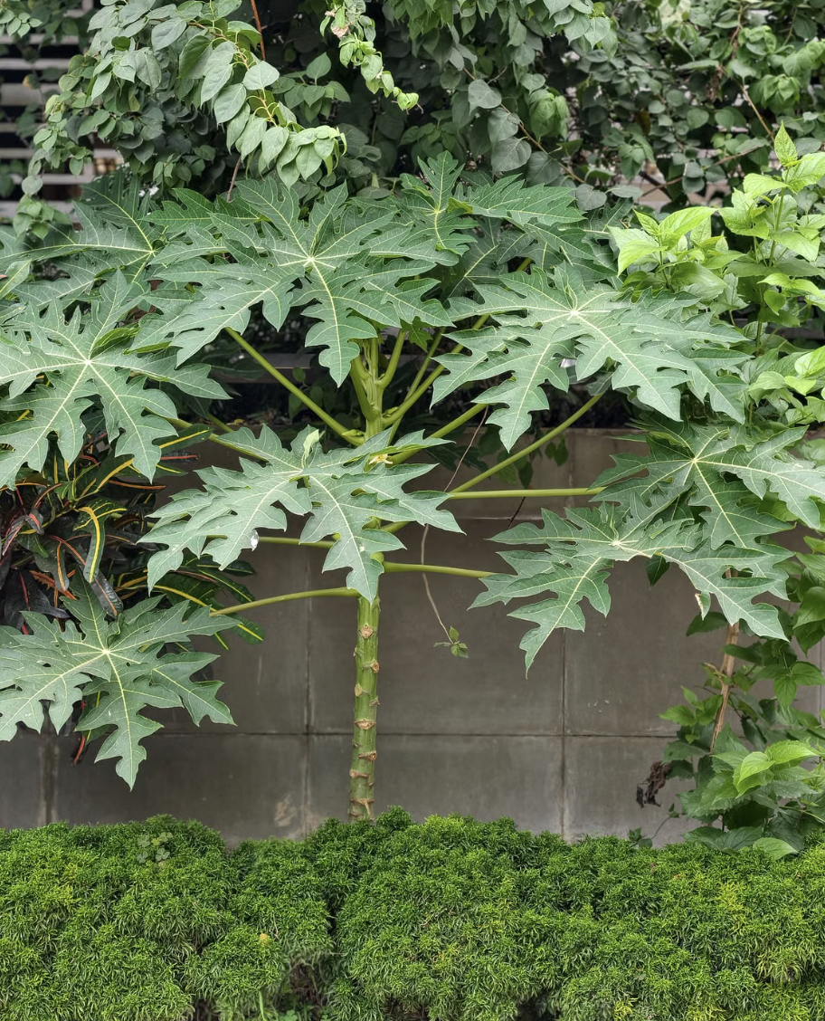 Grow Papaya From Store Bought Seeds