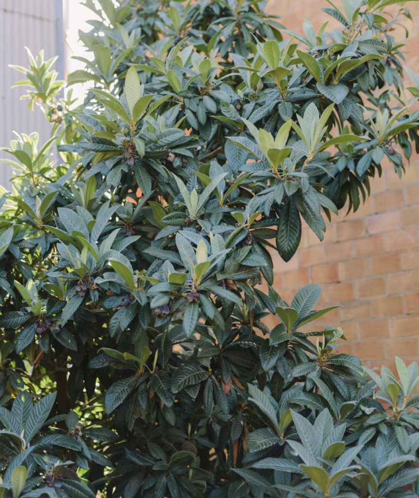 growing a bushy loquats in the backyard garden.
