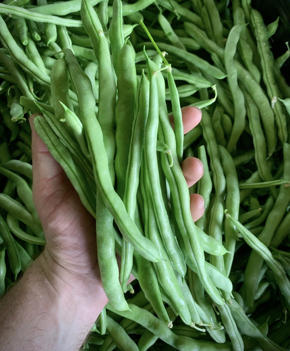 Growing Bush Beans for Beginners (Complete Guide)