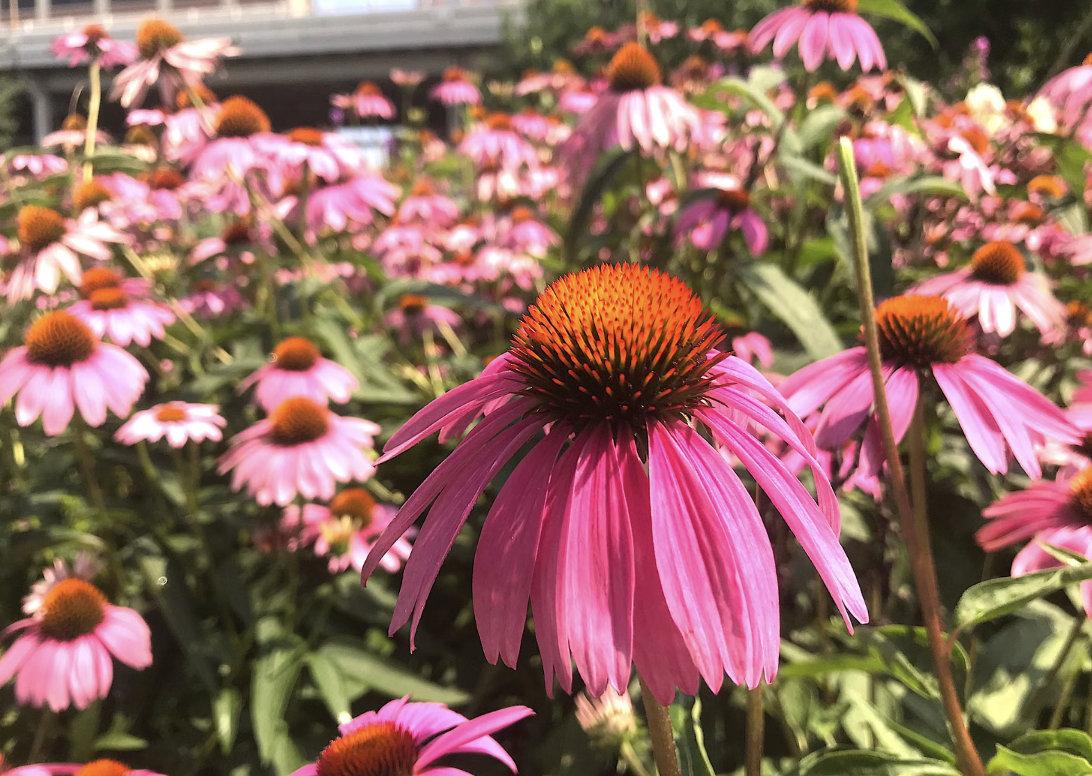 Growing Echinacea in Your Garden | Coneflower Full Guide