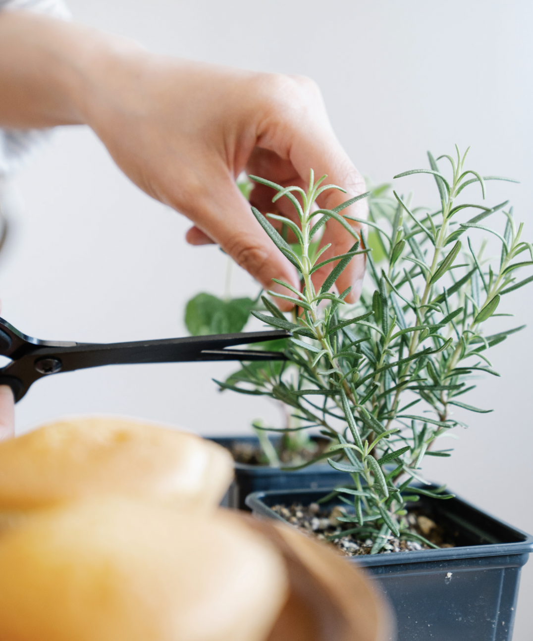 Growing Rosemary in Pots (Care & Overwintering Guide)