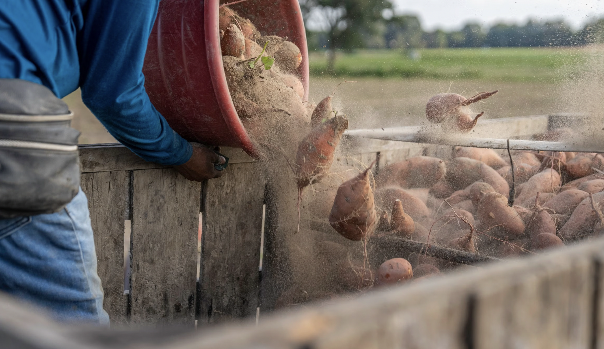 Growing Sweet Potatoes in Containers (Full 2026 Guide)