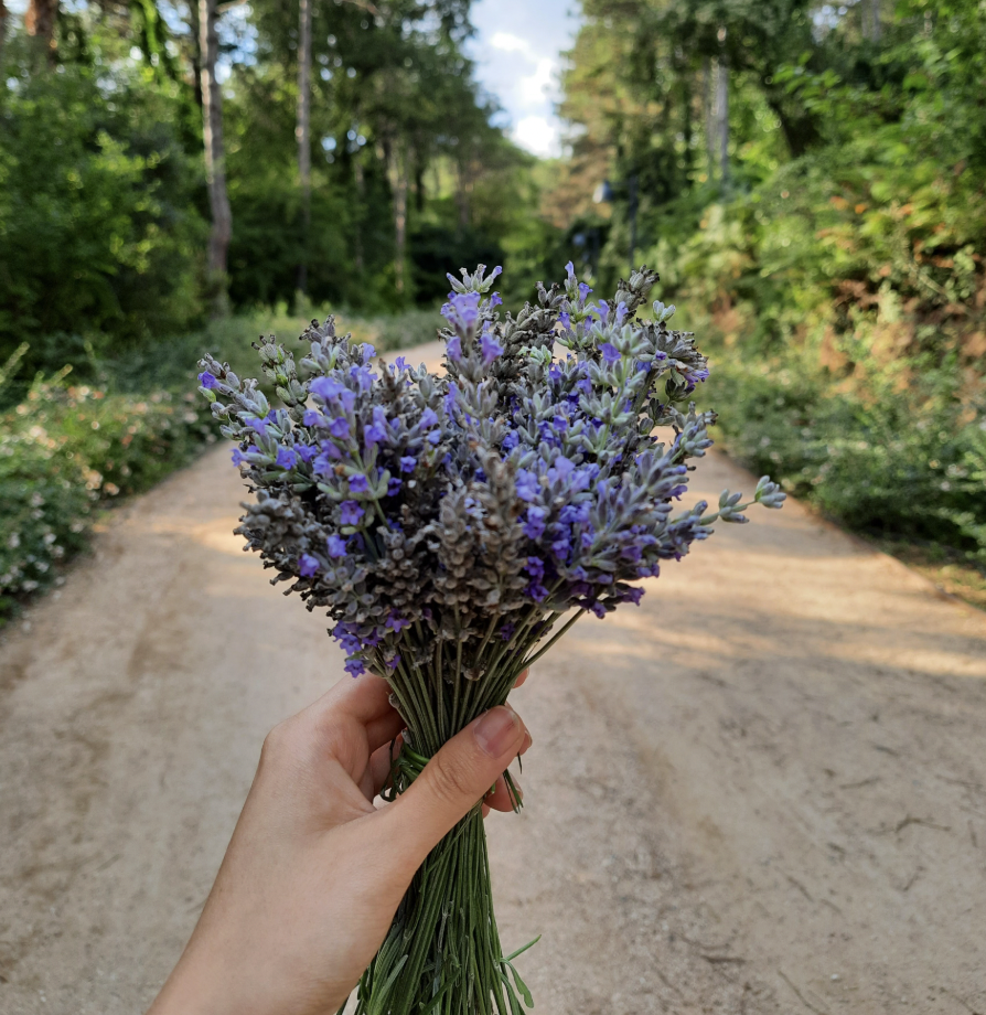 Hand holding lavender flowers along a serene forest pathway | Eco Garden Hub