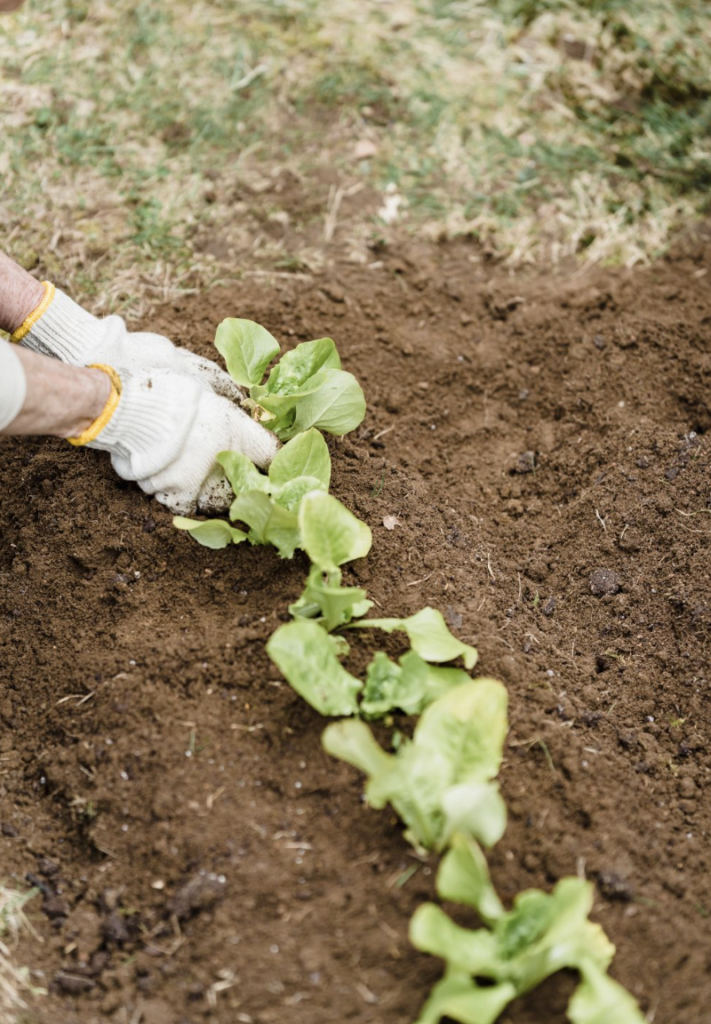 Hands in gloves planting lettuce seedlings in a neat row on fertile garden soil