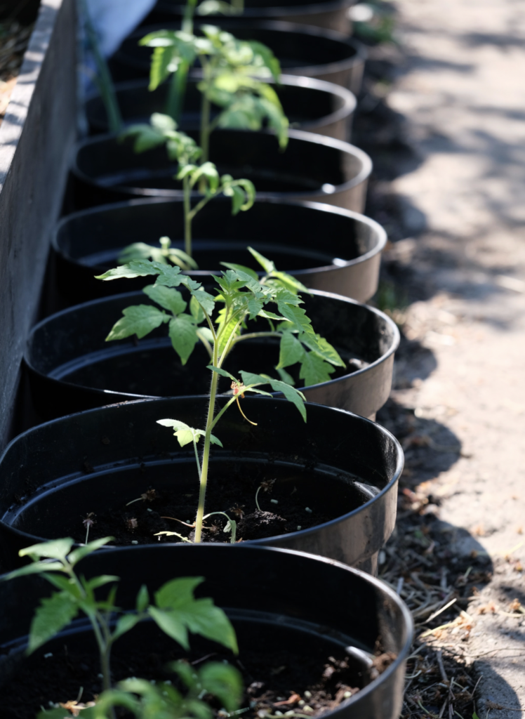 Healthy young tomato plants growing in black pots under sunlight, perfect for gardening enthusiasts.