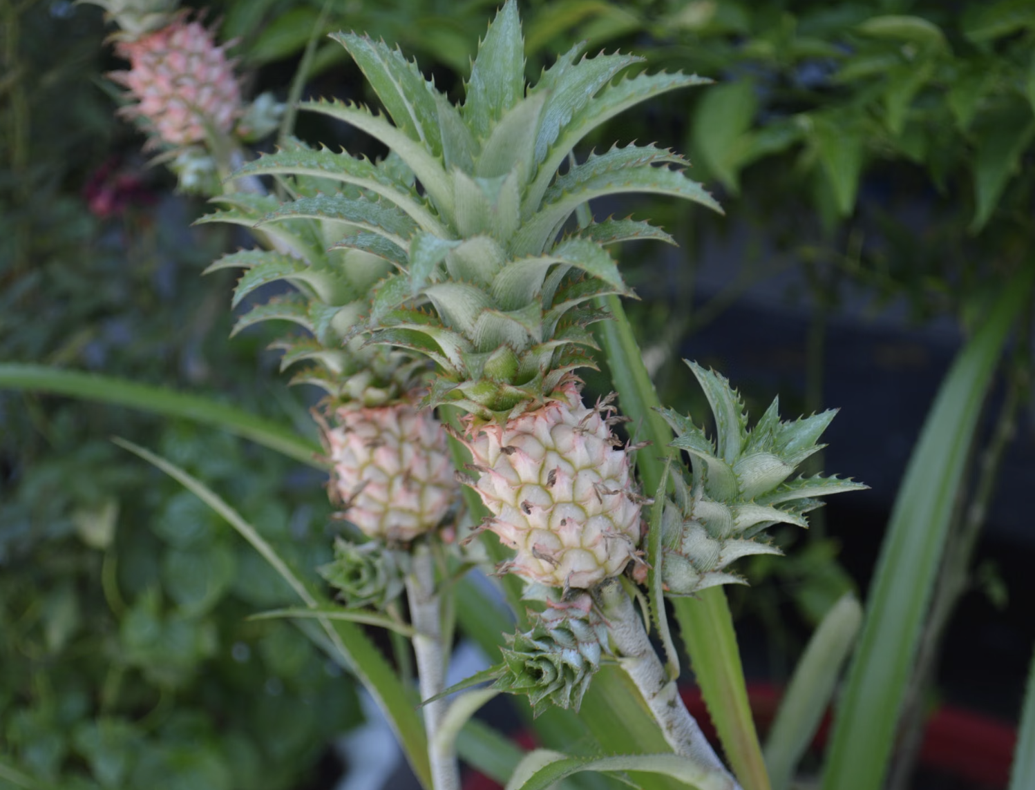 How Long Until Your Pineapple actually grows Fruits?