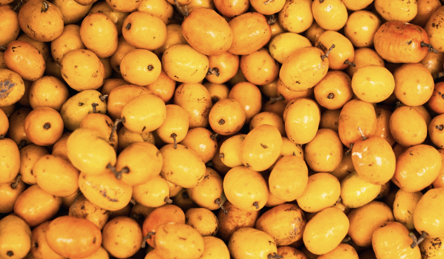 How to Grow a Loquat Tree: A Complete Guide