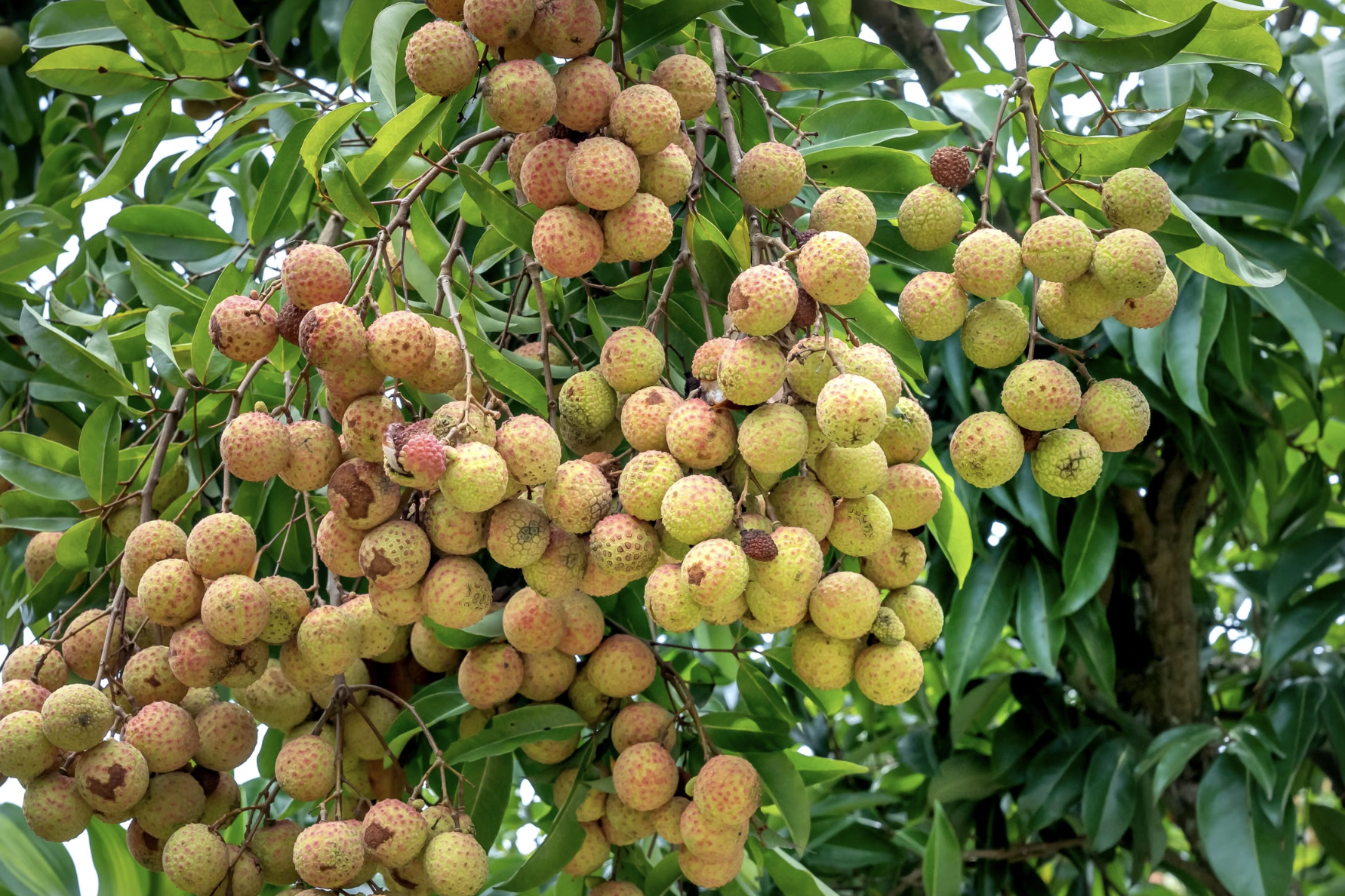 How to Grow a Lychee Tree: Care & Harvest Guide