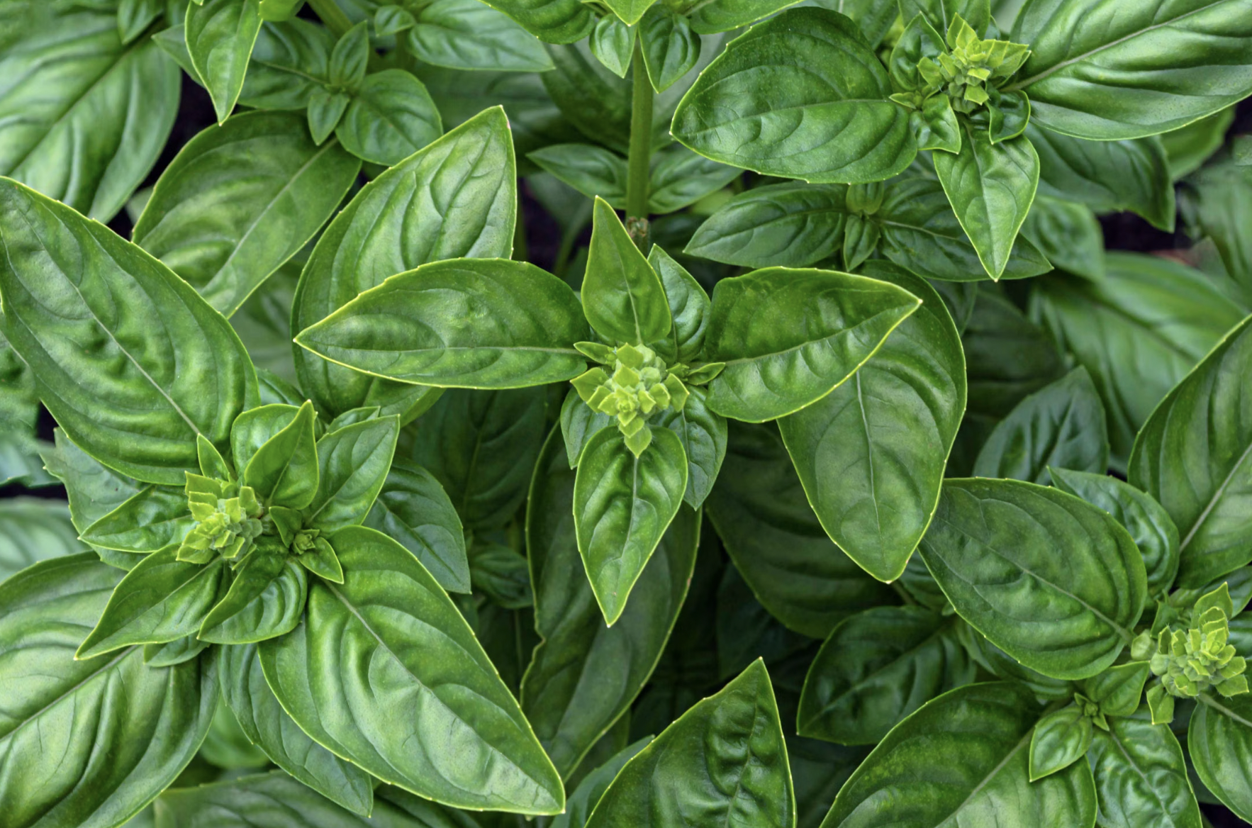 How to Grow Basil Indoors Year-Round (Full easy Guide)