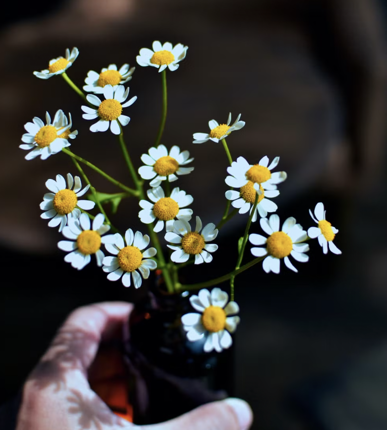 How to Grow Chamomile for Tea (Complete Guide)