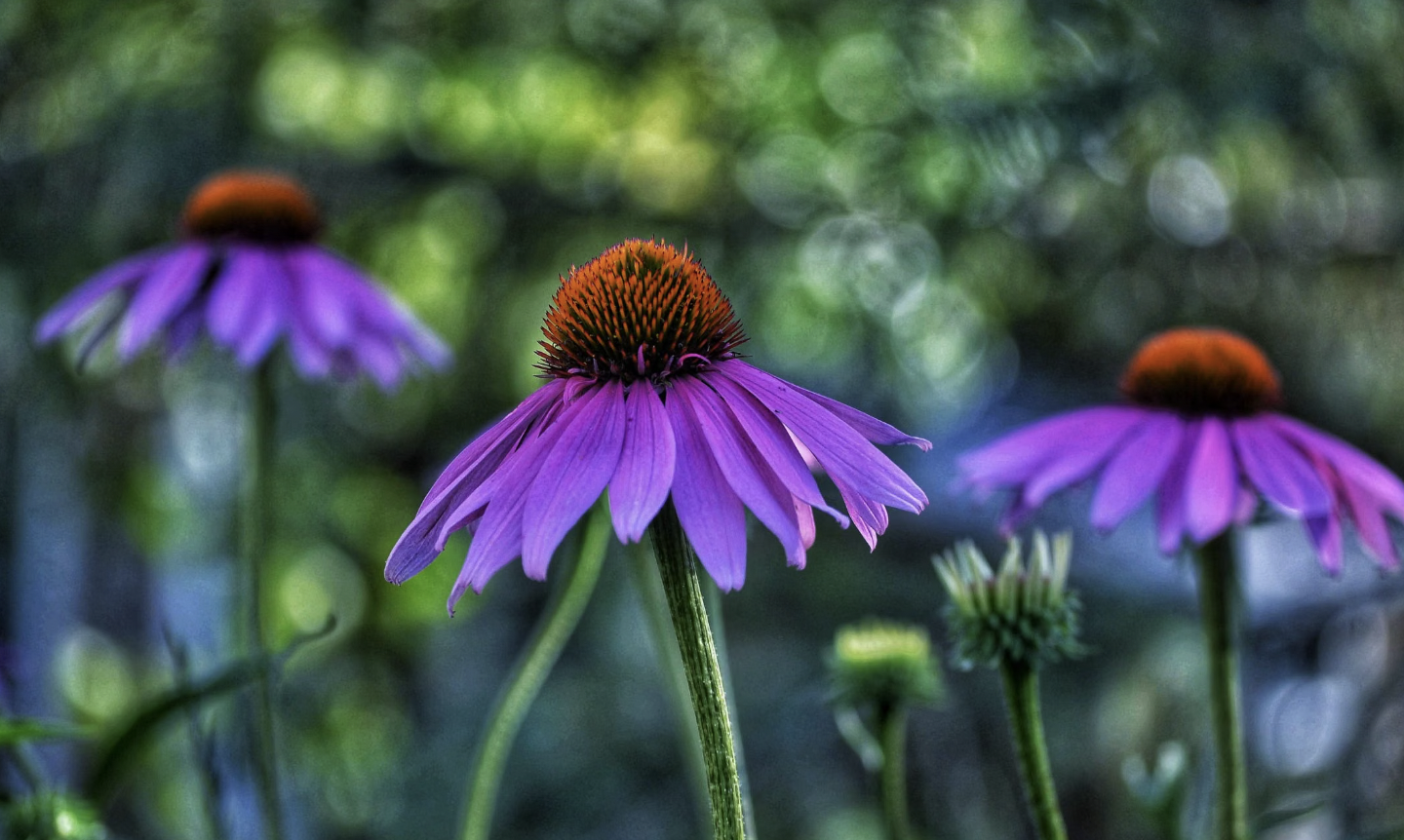 How to Grow Coneflowers for Season-Long Color