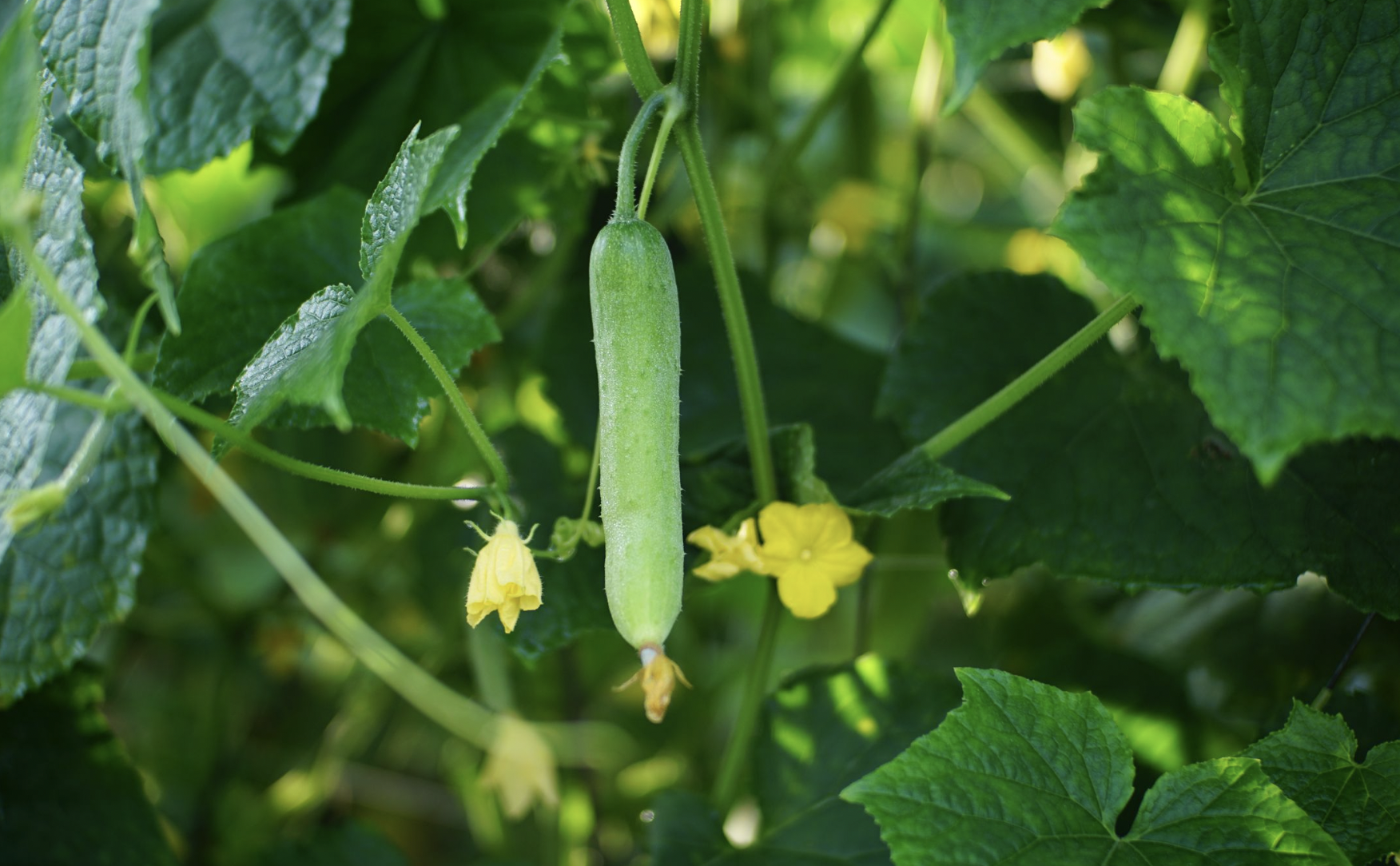 How to Grow Cucumbers Vertically (Trellis Guide)