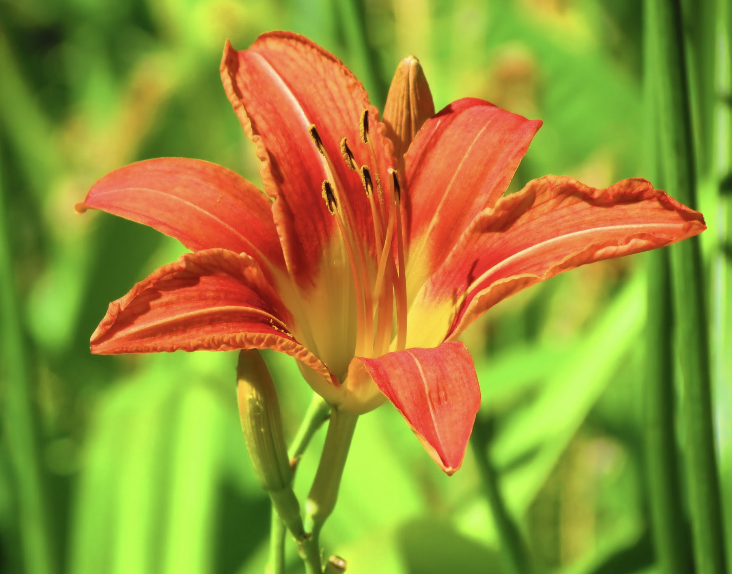 How to Grow Daylilies for Beginners (Easy Care Guide)