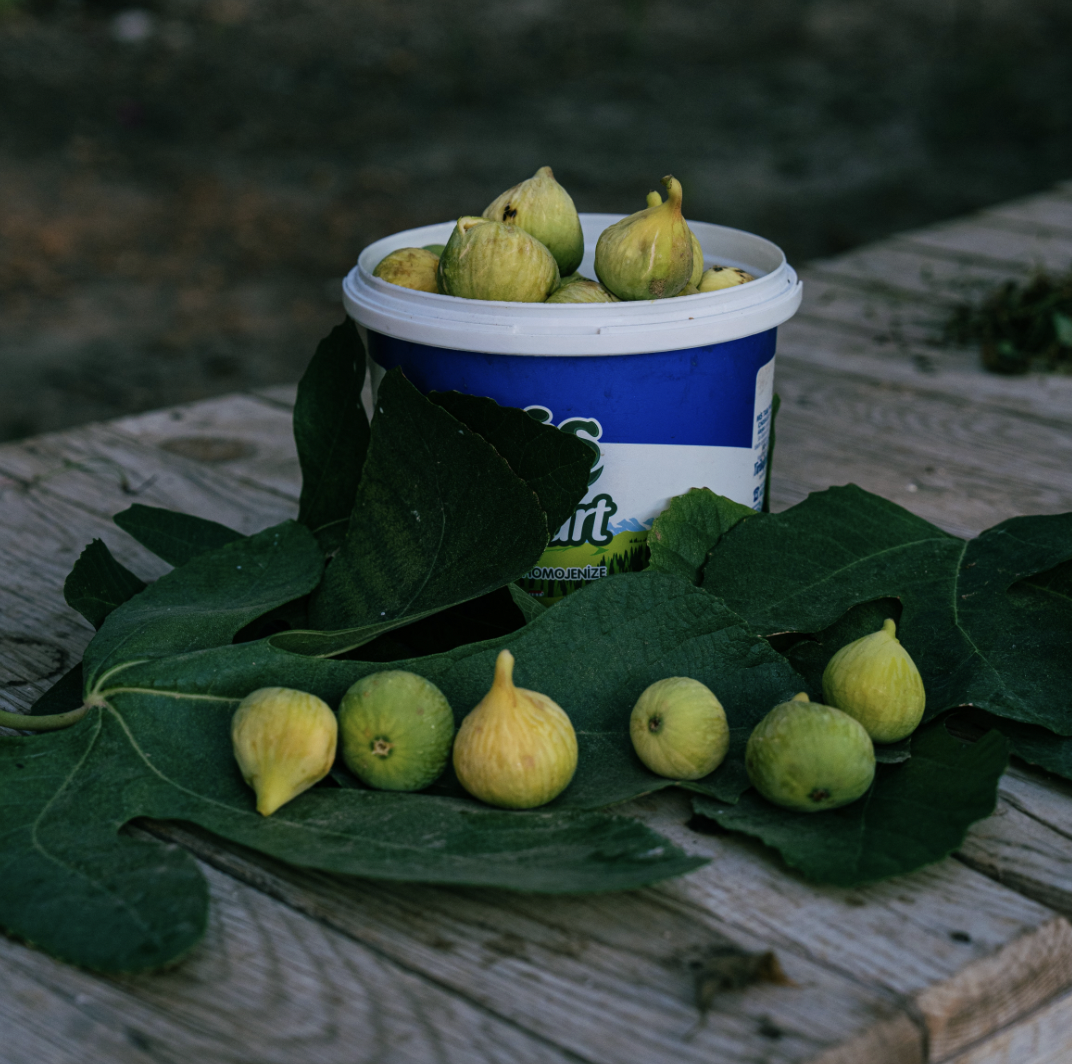 How to Grow Fig Trees: A Beginner’s Guide