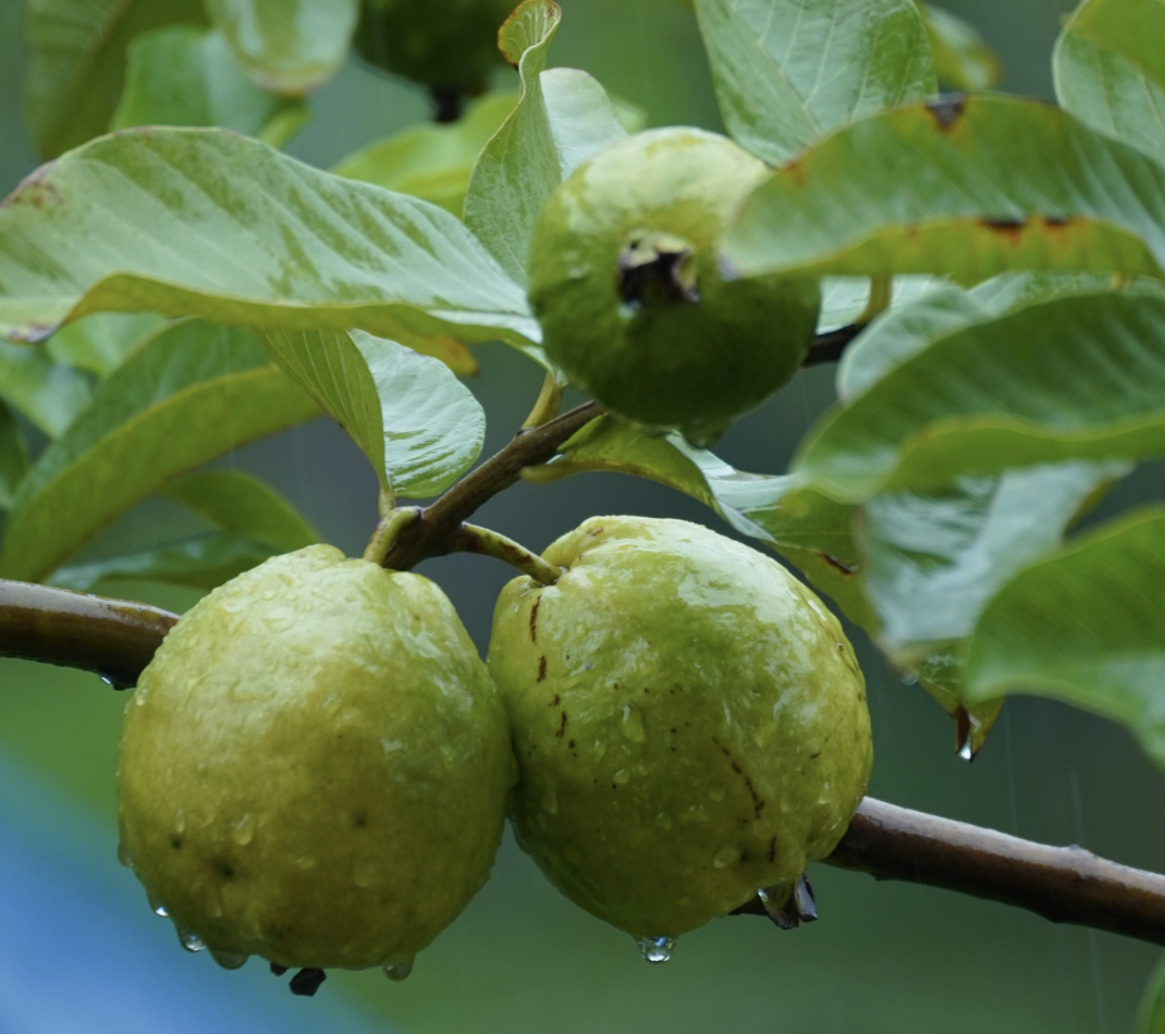 How to Grow Guava Trees in Containers (Full 2026 Guide)